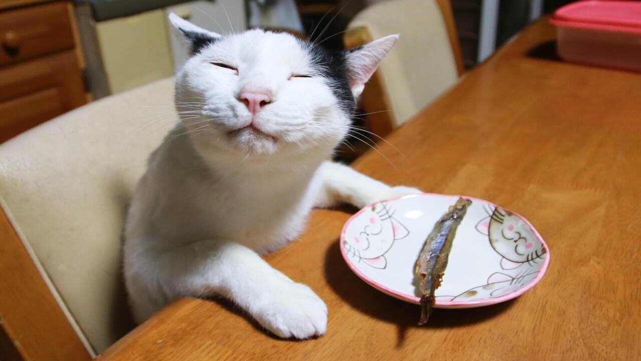 【驚愕】「それ、ボクのだニャ……!」ししゃもを巡る猫たちの“静かなる攻防”に悶絶! - 肉球ドットコム(299.com)