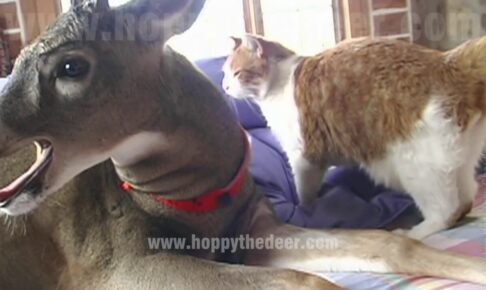 【悶絶】「美味しいニャ~!」シカさんの耳をペロペロ。種族を超えた仲良しすぎる毛づくろいに癒やされる! - 肉球ドットコム(299.com)