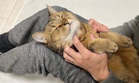 【悶絶】「もはやぬいぐるみニャ……!」パパにされるがままの猫のみにら君。極上のマッサージに身を委ねる姿が可愛すぎて癒やされる! - 肉球ドットコム(299.com)