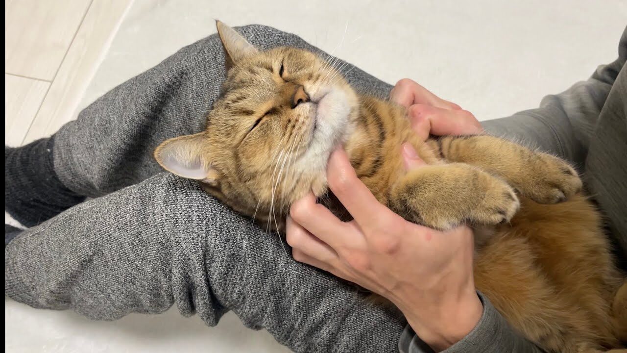 【悶絶】「もはやぬいぐるみニャ……!」パパにされるがままの猫のみにら君。極上のマッサージに身を委ねる姿が可愛すぎて癒やされる! - 肉球ドットコム(299.com)