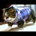 【悶絶】「ボクが取ってくるニャ!」投げては持って帰ってくる、短足マンチカンのレオンくん。一生懸命な“取ってこい”に癒やされる! - 肉球ドットコム(299.com)