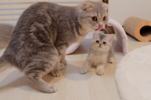 【悶絶】「ボクを置いていかないでニャ!」飼い主さんの外出を全力で阻止する猫ちゃん。健気すぎる“通せんぼ”にキュンが止まらない! - 肉球ドットコム(299.com)