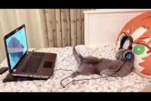 【悶絶】「今は自分だけの時間ニャ……」ヘッドホンをして動画鑑賞にふける猫ちゃん。あまりの“人間っぽすぎる”リラックス姿に癒やされる! - 肉球ドットコム(299.com)