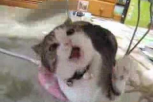 【悶絶】「あ、ちょっと失礼するニャ……」おもちゃで遊ぶ同居猫の目の前を堂々と横切る猫ちゃん。マイペースすぎる“お邪魔虫”っぷりに癒やされる! - 肉球ドットコム(299.com)