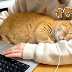 【悶絶】「パパ、まだ終わらないの……?」徹夜でお仕事するパパを健気に待ち続ける猫ちゃん。腕の中でとろけるような“寝落ち”に癒やされる! - 肉球ドットコム(299.com)