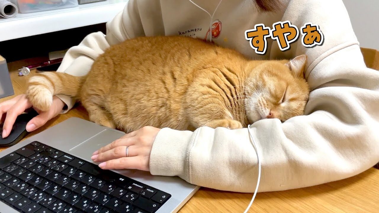 【悶絶】「パパ、まだ終わらないの……?」徹夜でお仕事するパパを健気に待ち続ける猫ちゃん。腕の中でとろけるような“寝落ち”に癒やされる! - 肉球ドットコム(299.com)