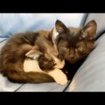 【悶絶】「ずっと一緒だニャ……」大好きなお兄ちゃんをギュッと抱きしめて離さない子猫。尊すぎる“添い寝”に癒やされる! - 肉球ドットコム(299.com)