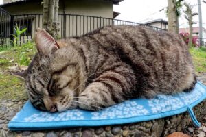 【悶絶】「あぁ、そこが極楽ニャ……」公園で暮らすふっくら猫ちゃん。ブランケットの上で身を委ねる“至福の毛づくろい”に癒やされる! - 肉球ドットコム(299.com)