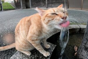 【悶絶】「お水、開けてほしいニャ!」蛇口からしか飲まないこだわり派の野良猫。健気な“お願いポーズ”に癒やされる! - 肉球ドットコム(299.com)