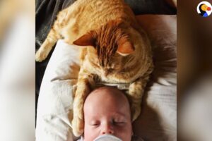 【感動】「ボクが守ってあげるニャ」赤ちゃんが泣き止まない…その時、猫ちゃんが見せた“尊すぎる神対応”に涙が止まらない! - 肉球ドットコム(299.com)