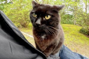 【悶絶】「ボクを撫でていいニャ!」クマさんのような大きな黒猫ちゃん。膝の上で甘える姿と美しい瞳にメロメロ! - 肉球ドットコム(299.com)