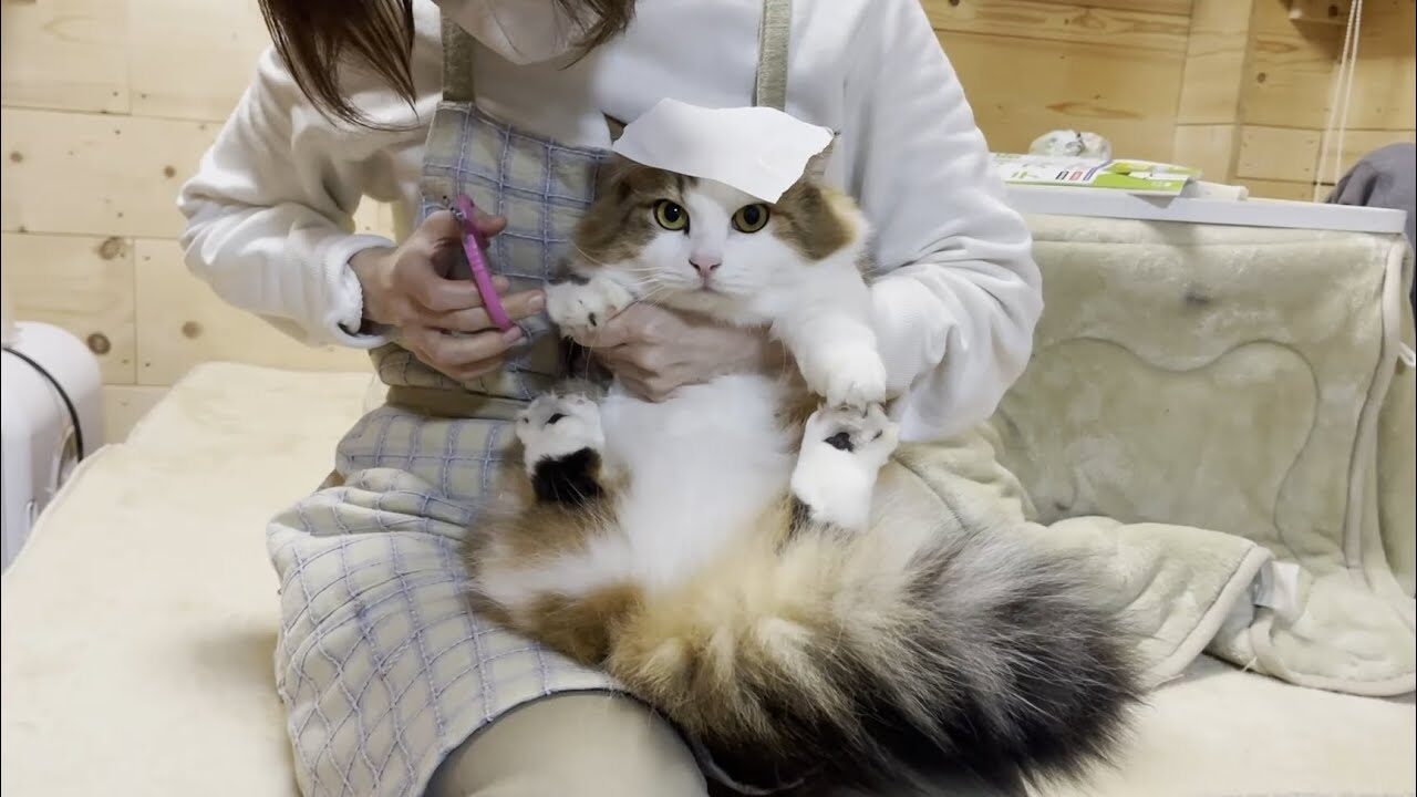 【悶絶】「これなら怖くないニャ!」コロコロを頭に乗せた猫ちゃん。まさかの“魔法のアイテム”で爪切りがスムーズに!? - 肉球ドットコム(299.com)