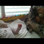 【悶絶】「え、これ何ニャ…!?」初めて赤ちゃんを見た猫ちゃんのリアクションが“衝撃的すぎる”と話題に! - 肉球ドットコム(299.com)