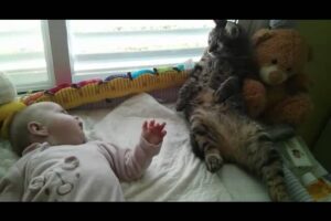 【悶絶】「え、これ何ニャ…!?」初めて赤ちゃんを見た猫ちゃんのリアクションが“衝撃的すぎる”と話題に! - 肉球ドットコム(299.com)