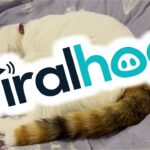 【悶絶】「獲物を捕まえたニャ!」熟睡中に全力ジャンプ!?夢の中でハンターになっちゃった猫ちゃんが可愛すぎる - 肉球ドットコム(299.com)