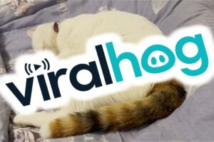 【悶絶】「獲物を捕まえたニャ!」熟睡中に全力ジャンプ!?夢の中でハンターになっちゃった猫ちゃんが可愛すぎる - 肉球ドットコム(299.com)