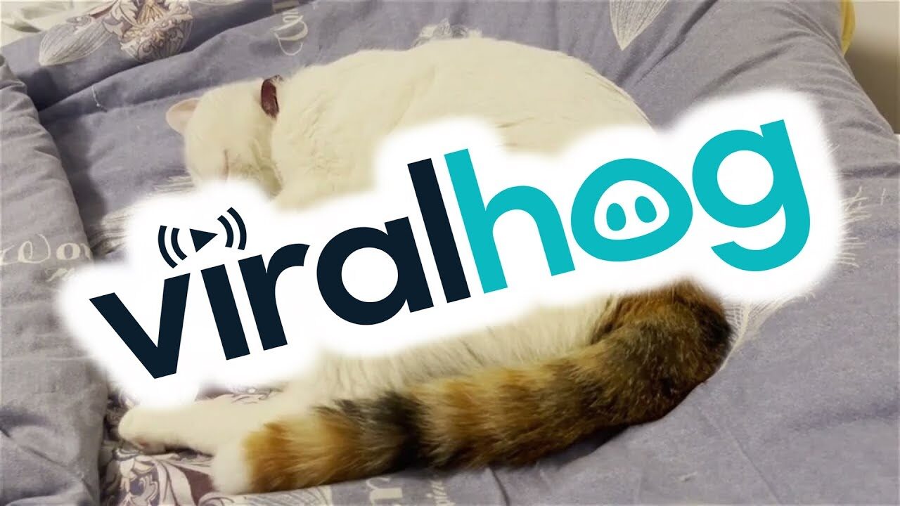 【悶絶】「獲物を捕まえたニャ!」熟睡中に全力ジャンプ!?夢の中でハンターになっちゃった猫ちゃんが可愛すぎる - 肉球ドットコム(299.com)