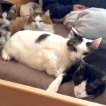 【悶絶】「ボクたちの特等席だニャ!」息子の寝床に吸い寄せられる6匹の猫。幸せすぎる“猫まみれベッド”が話題に! - 肉球ドットコム(299.com)