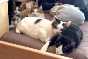 【悶絶】「ボクたちの特等席だニャ!」息子の寝床に吸い寄せられる6匹の猫。幸せすぎる“猫まみれベッド”が話題に! - 肉球ドットコム(299.com)