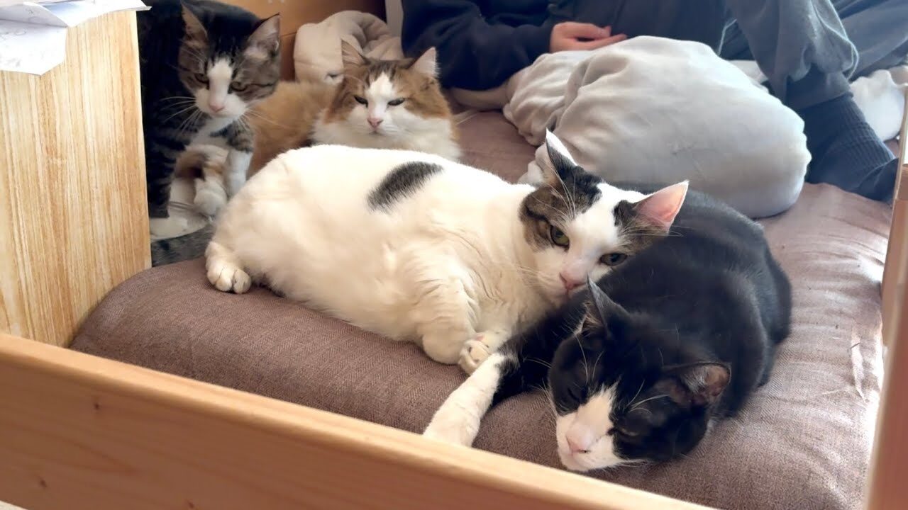 【悶絶】「ボクたちの特等席だニャ!」息子の寝床に吸い寄せられる6匹の猫。幸せすぎる“猫まみれベッド”が話題に! - 肉球ドットコム(299.com)