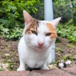 【驚愕】「いま、ワンって言った…!?」ワンちゃんに育てられた(?)猫ちゃん。可愛すぎる“鳴き声”の正体に癒やされる! - 肉球ドットコム(299.com)