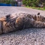 【悶絶】「ボクをモフってほしいニャ!」猛ダッシュで駆け寄るキジトラ猫ちゃん。無防備すぎる“ゴロン”に癒やされる! - 肉球ドットコム(299.com)