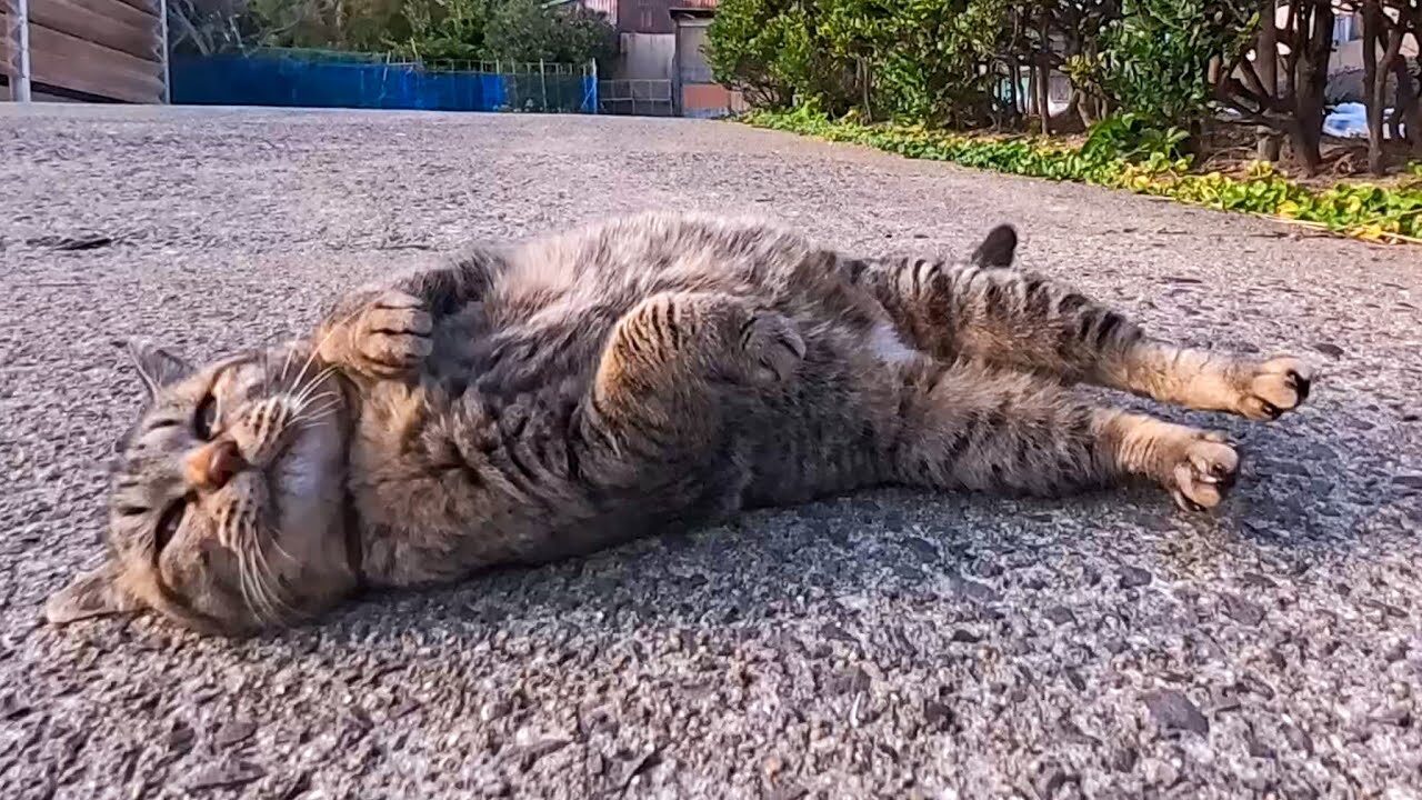 【悶絶】「ボクをモフってほしいニャ!」猛ダッシュで駆け寄るキジトラ猫ちゃん。無防備すぎる“ゴロン”に癒やされる! - 肉球ドットコム(299.com)