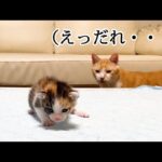 【悶絶】「え、誰ニャ!?聞いてないニャ!」新入りの子猫を偶然発見した先住猫。驚きを隠せないリアクションが面白すぎると話題に! - 肉球ドットコム(299.com)
