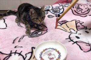 【悶絶】「これ、ウマすぎるニャ……!」初めてのマグロに理性を失う子猫ちゃん。衝撃の食いつきと必死すぎる姿に癒やされる! - 肉球ドットコム(299.com)