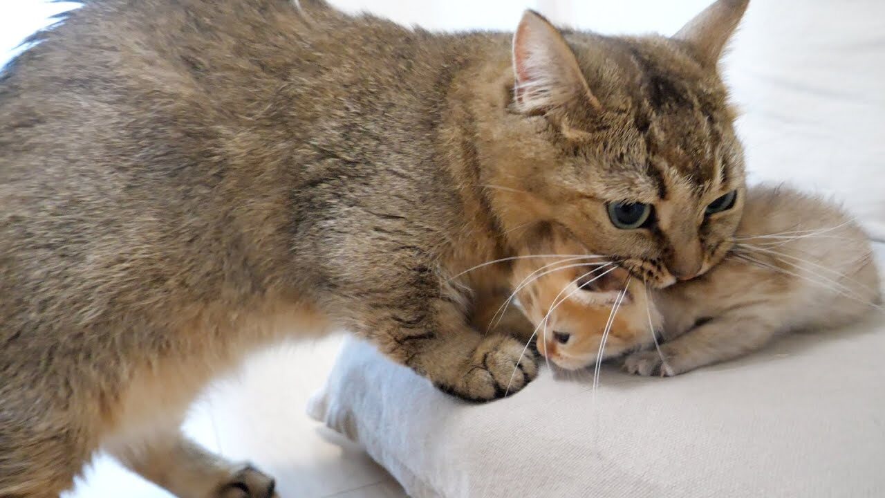 104638 - 肉球ドットコム(299.com)