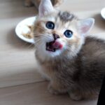 【悶絶】「ごちそうさまニャ!」ご飯を完食して、飼い主さんに“報告”しに来る子猫ちゃん。可愛すぎる満足げな表情に癒やされる! - 肉球ドットコム(299.com)