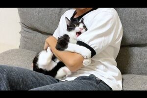 【悶絶】「行っちゃダメって言ってるニャ!」離れようとすると激怒する子猫。必死すぎる“構ってアピール”の破壊力がスゴい! - 肉球ドットコム(299.com)
