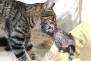 【癒し】「こっちが安全だニャ!」体重測定が終わった瞬間、子猫をせっせと運ぶ母猫。愛情たっぷりな“引越し作業”に癒やされる! - 肉球ドットコム(299.com)