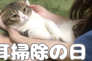 【癒し】「そこ、最高だニャ……」大好きな耳掃除にうっとり。膝の上でとろける猫ちゃんが可愛すぎて悶絶! - 肉球ドットコム(299.com)