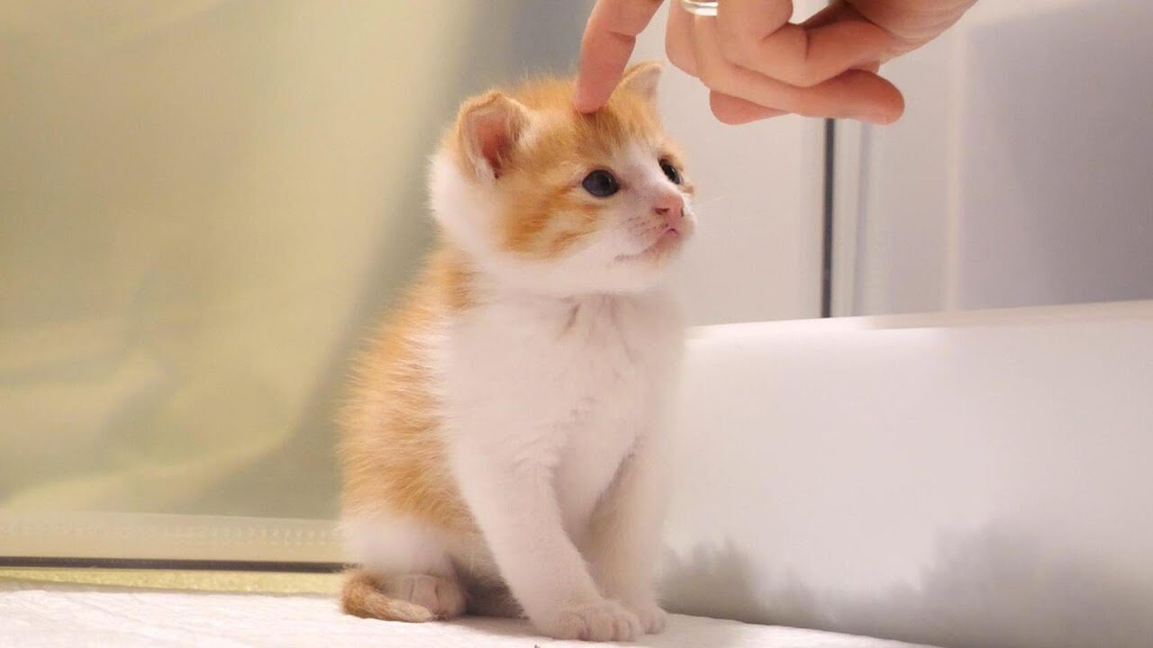 【癒し】「もっと撫でてニャ…」ミルクでお腹パンパンの子猫たち。優しく撫でられて見せた“至福のトロ顔”に癒やされる! - 肉球ドットコム(299.com)