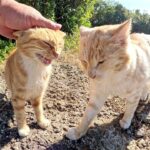 【癒し】「こっちだニャ!」可愛い声で案内してくれる茶トラ猫とクリーム猫。辿り着いた先の“絶景”と仲良しコンビに癒やされる! - 肉球ドットコム(299.com)