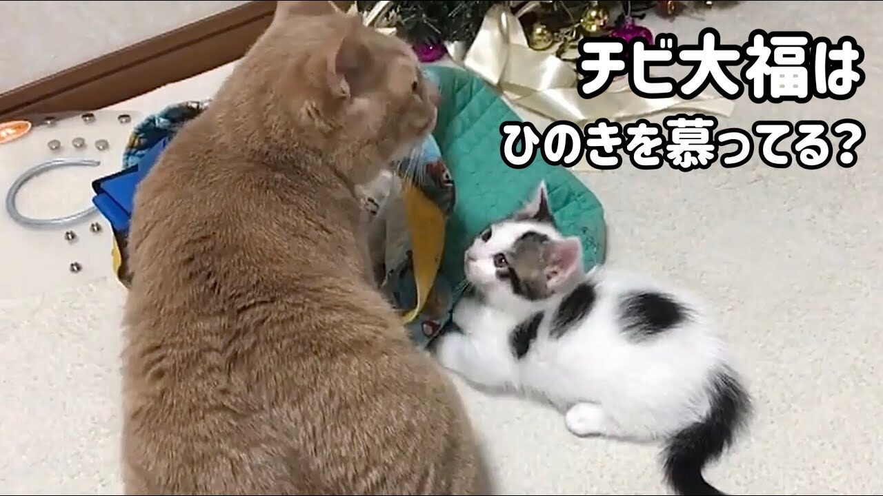 【癒やし】新入り子猫の「しんのすけ」にタジタジ?先住猫「銀次郎」とのほっこり初対面! - 肉球ドットコム(299.com)