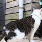 【衝撃】でんぐり返しが止まらない!?アクロバティックすぎる猫ちゃんに驚きと癒やしが止まらない! - 肉球ドットコム(299.com)