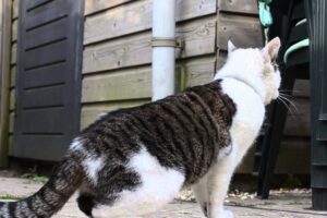 【衝撃】でんぐり返しが止まらない!?アクロバティックすぎる猫ちゃんに驚きと癒やしが止まらない! - 肉球ドットコム(299.com)