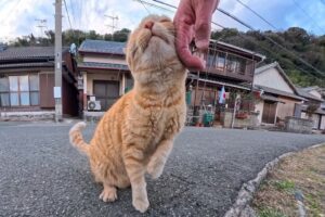 海風が心地よい漁港で、人懐っこい茶トラ猫と「しっぽピン」の追いかけっこ! - 肉球ドットコム(299.com)