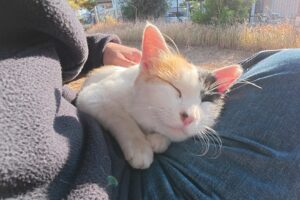 【癒やし】膝の上が大好き!甘えん坊な三毛猫さんに心がとろけるひととき - 肉球ドットコム(299.com)