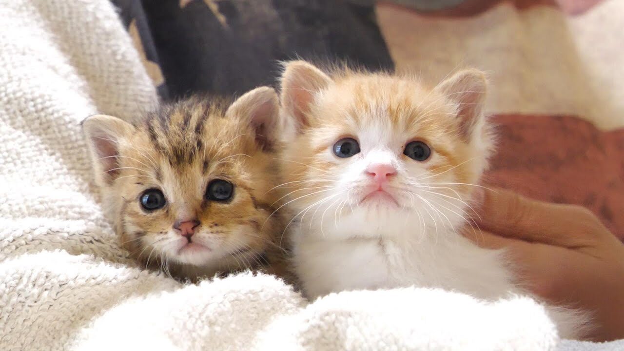 【悶絶】「ここはどこニャ…?」寒い朝に迷子になっちゃった子猫。差し伸べられた手に全力で甘える姿が尊すぎる! - 肉球ドットコム(299.com)