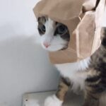 【驚愕】「武装中だニャ!」紙袋を被った“完全装備”の猫ちゃん、可愛すぎる威嚇に悶絶必至! - 肉球ドットコム(299.com)