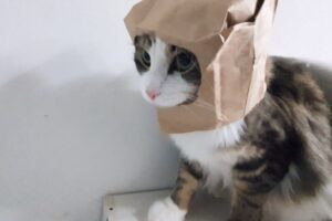 【驚愕】「武装中だニャ!」紙袋を被った“完全装備”の猫ちゃん、可愛すぎる威嚇に悶絶必至! - 肉球ドットコム(299.com)