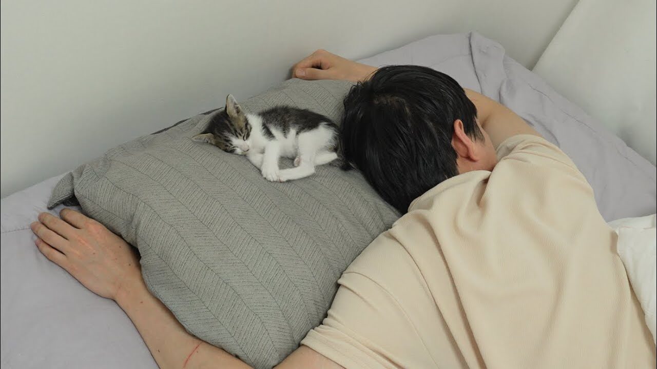 【尊い】子猫と枕をシェアしたら…?まさかの結末に癒やされる人続出中! - 肉球ドットコム(299.com)