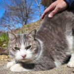 【至福のひととき】腰トントンで「ウニャウニャ」おしゃべりが止まらない!可愛すぎる猫ちゃんに悶絶 - 肉球ドットコム(299.com)