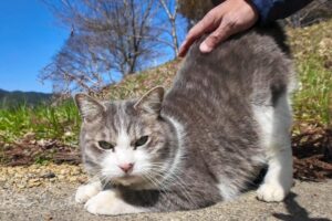 【至福のひととき】腰トントンで「ウニャウニャ」おしゃべりが止まらない!可愛すぎる猫ちゃんに悶絶 - 肉球ドットコム(299.com)