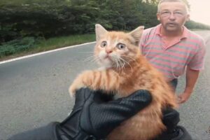 【衝撃】道路の真ん中に子猫が…!ライダーによる奇跡の救出劇に感動の嵐 - 肉球ドットコム(299.com)