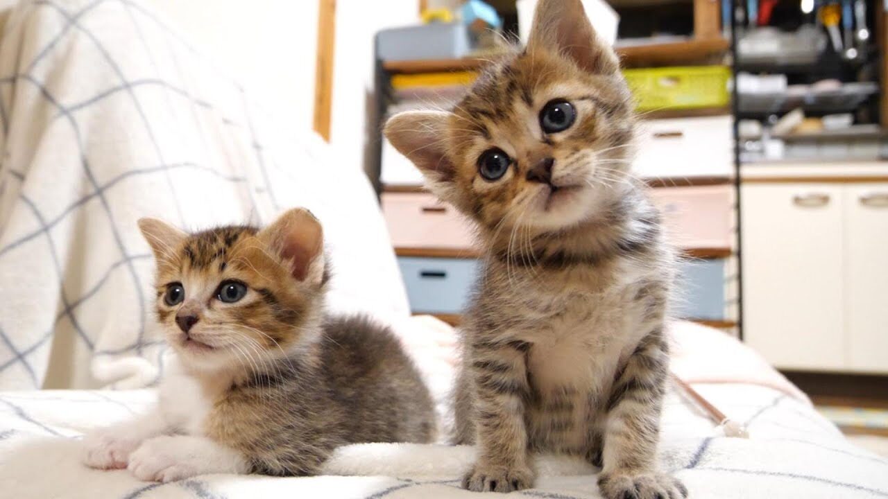 【きょとん】急に明るくなってびっくり!不思議そうに見つめる子猫たちが可愛すぎる - 肉球ドットコム(299.com)