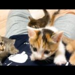 【悶絶注意】元気いっぱいの子猫たちに囲まれる幸せな朝! - 肉球ドットコム(299.com)
